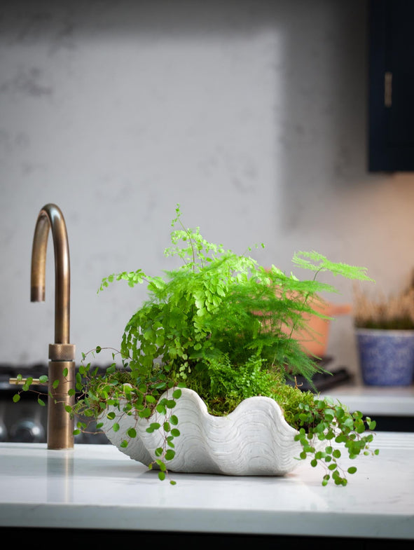 Fern Shell - Refill